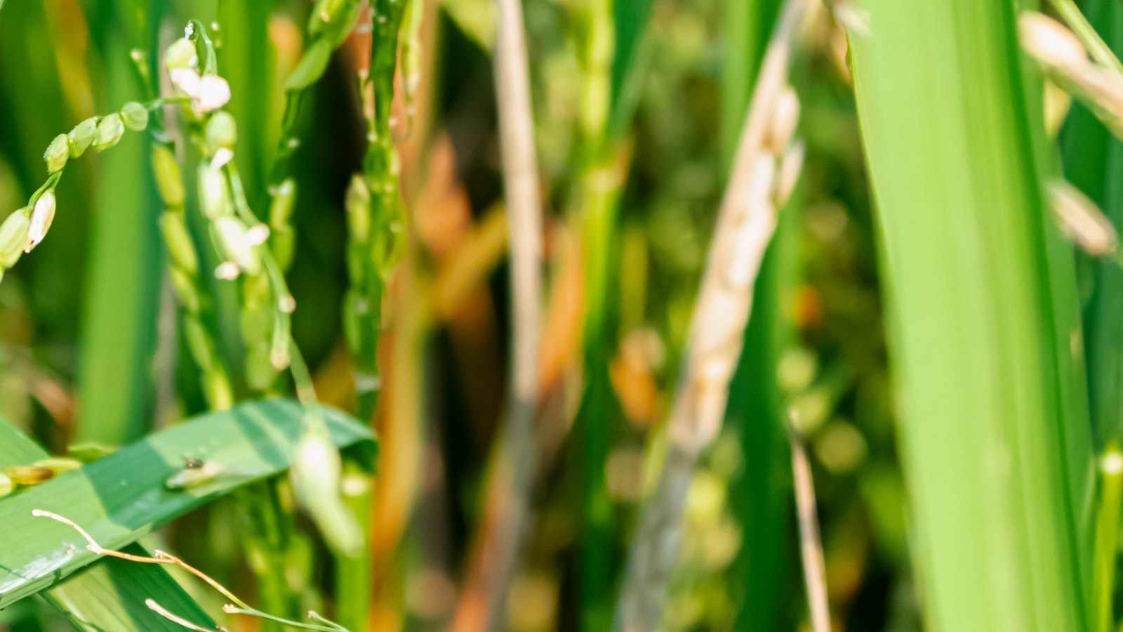 4. Pest Susceptibility: Identifying Plant Partners that Safeguard Poppies' Health