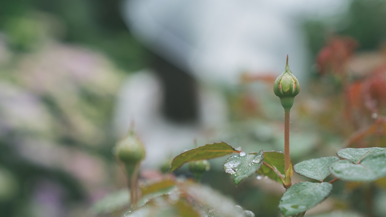 Spraying Weeds with Dew: Understanding the Impact on Effectiveness