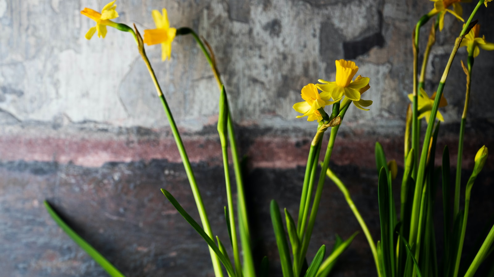 2. Blooming Beauties: Colorful Flowers and Ornamental Plants Ideal for June Planting in Texas