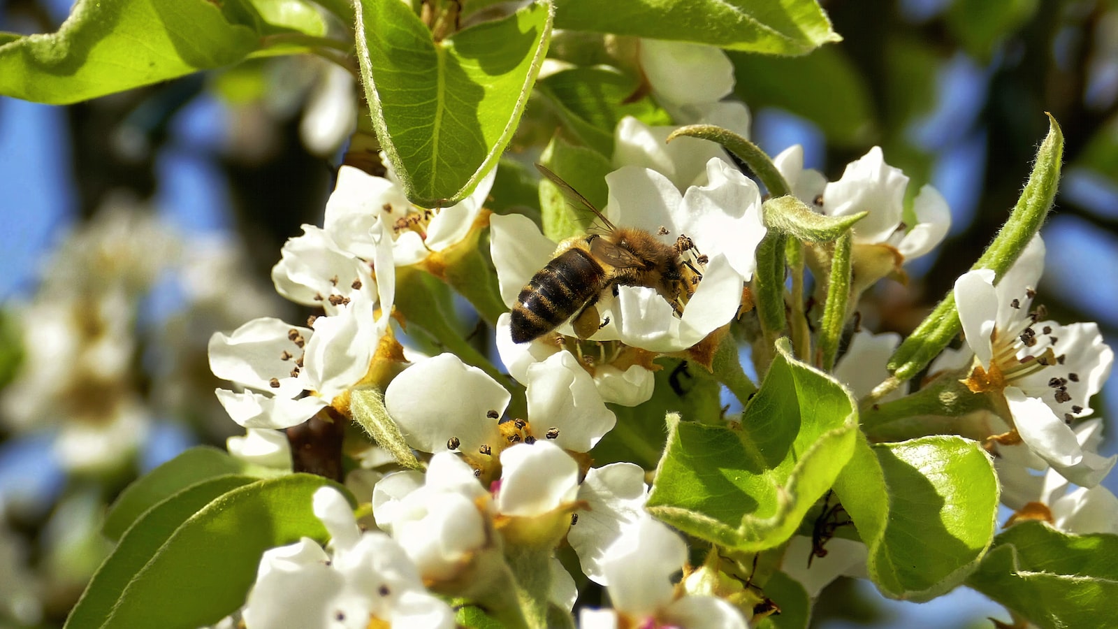 Insight into Spinach Flowering: The Role of Photoperiod and Temperature