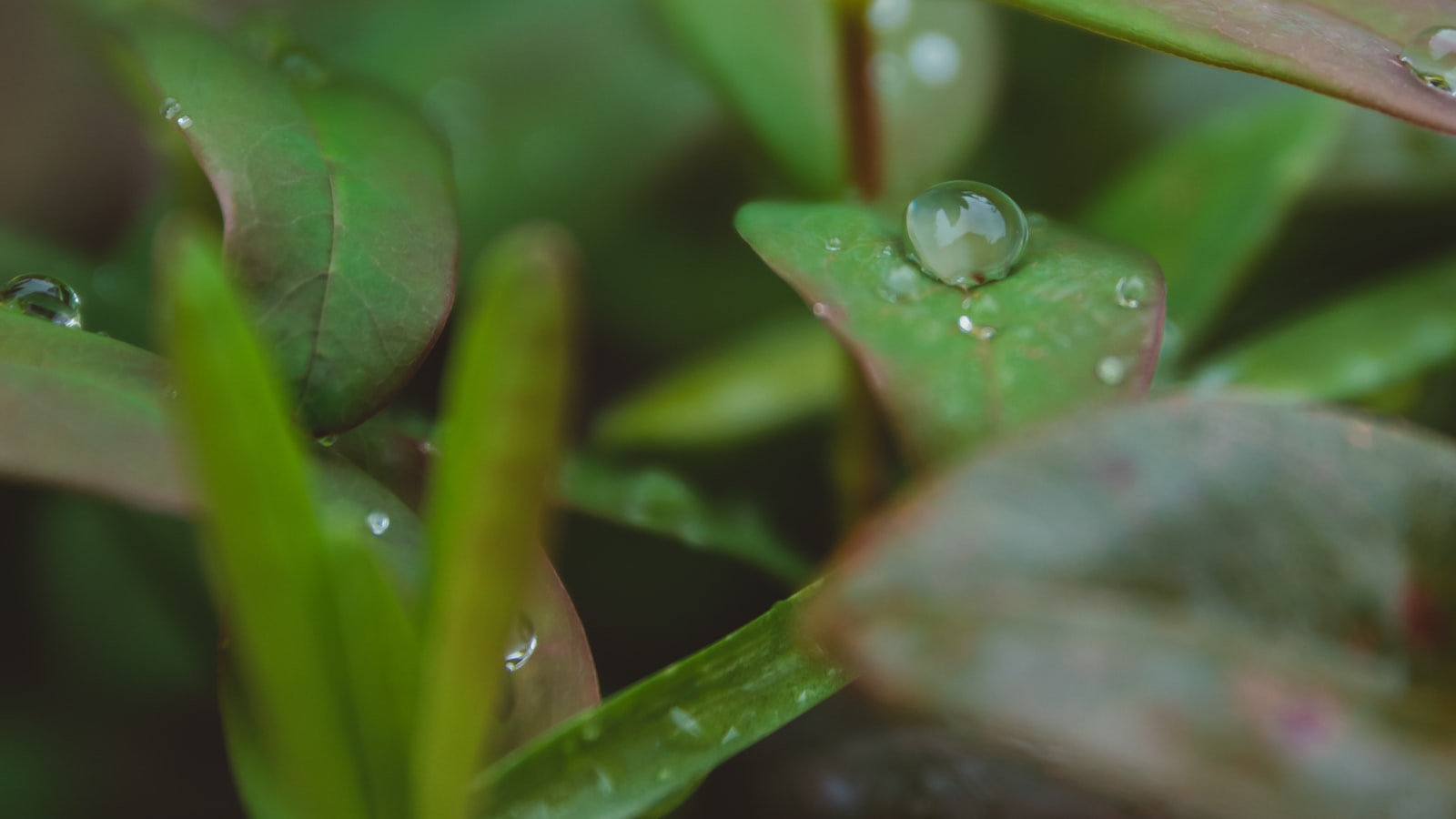 2. Environmental Factors: Unveiling the Impact of Sunlight and Soil on Blooming