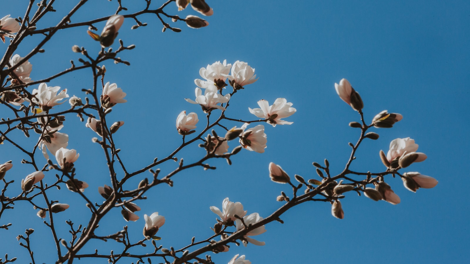 Wondering if Magnolia Trees Bloom Twice a Year? Here’s What You Need to Know