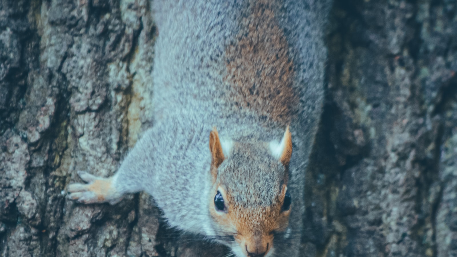 Exploring the Impact of Squirrel Foraging on Tree Distribution