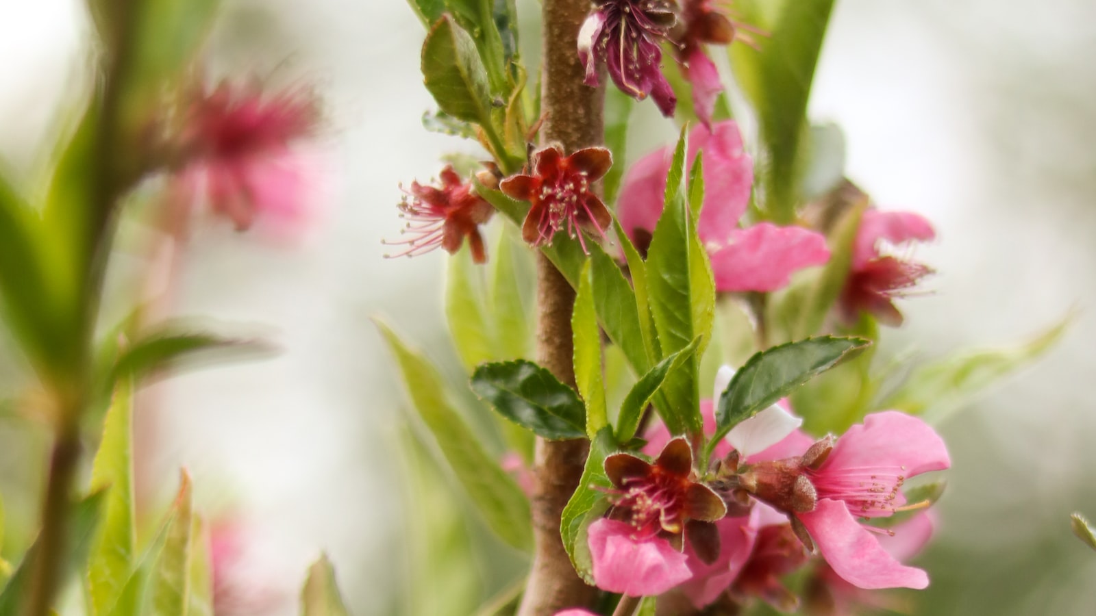 4. Nurturing Your⁤ Mulberry Saplings: Transplanting and Caring for Young Cuttings