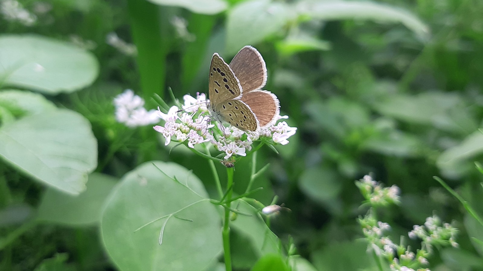 4. Expert Tips for October Planting: Maximize Your Garden's Potential in Arkansas