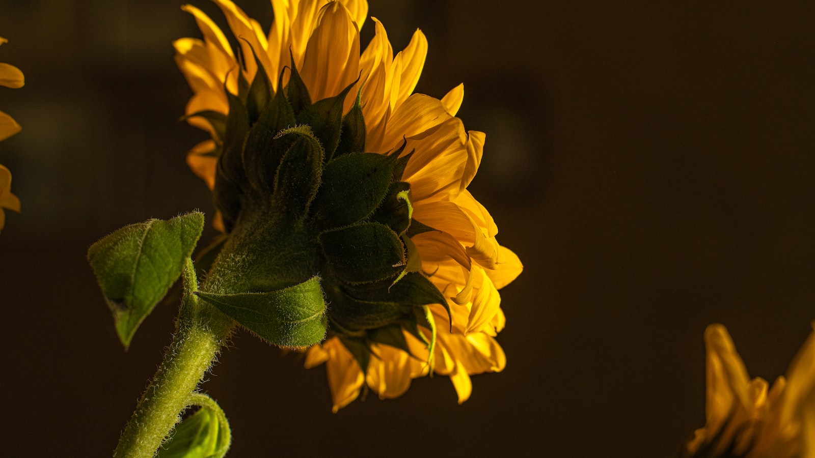 The Mysterious Drooping Sunflowers: Unveiling the Reasons Behind Their Sagging Stems