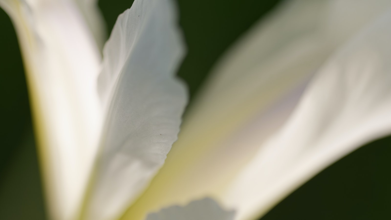 Are Irises Good Cut Flowers?