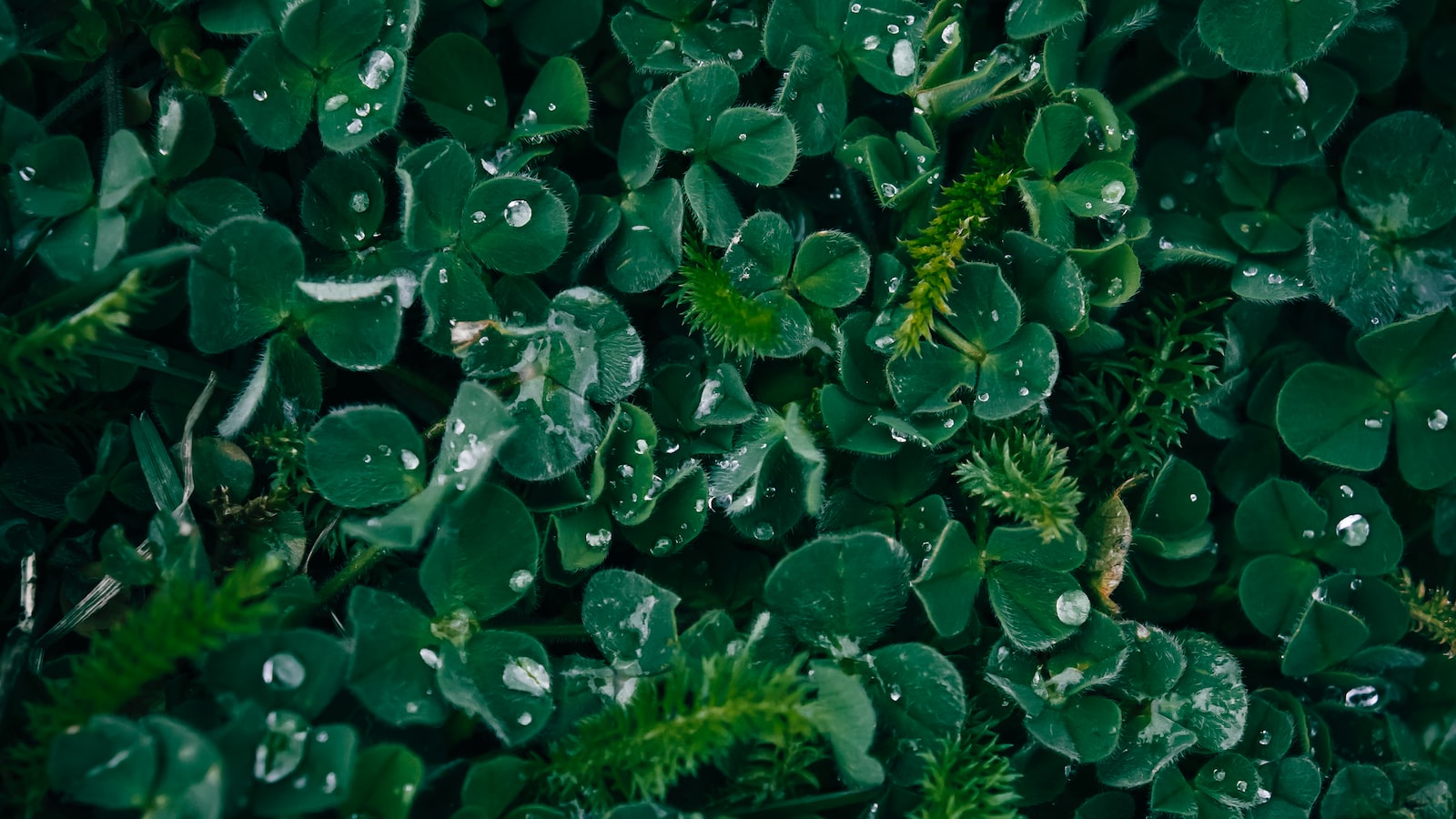 The Potential of Clover⁣ Growth under Pine Trees