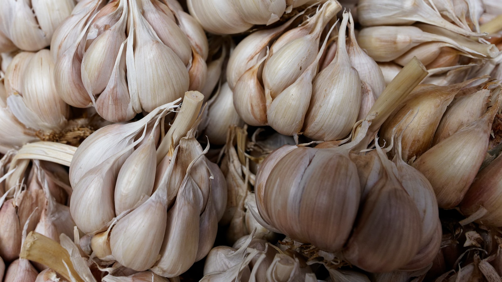 Planting Garlic in Mississippi: A Comprehensive Guide for Successful Cultivation