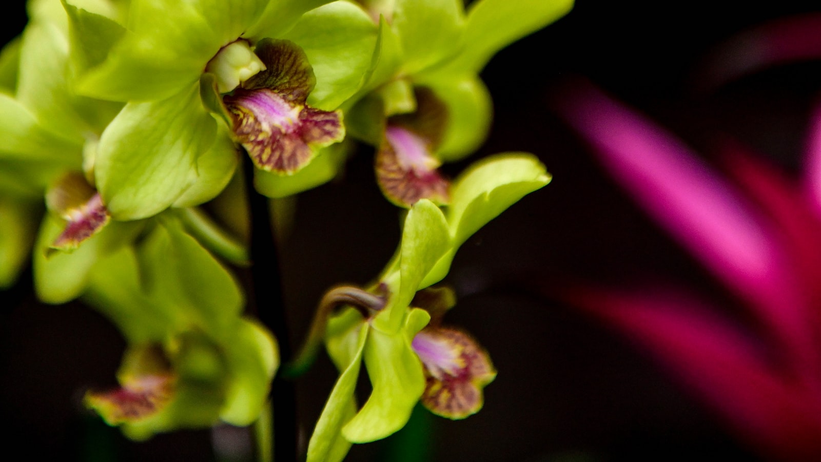 Hydroponic Orchids: ⁤Harnessing the Power of Water for Stunning Blooms