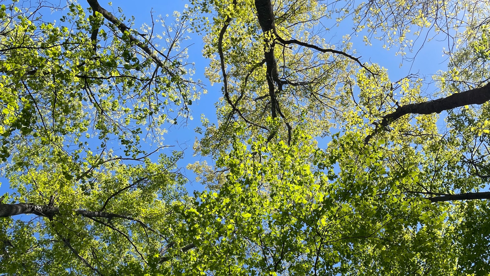 Understanding the Growth Patterns of Sycamore Trees in Your Environment