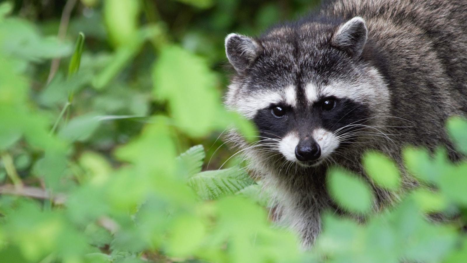 Understanding Raccoon Behavior and Their Attraction to Tomato Plants