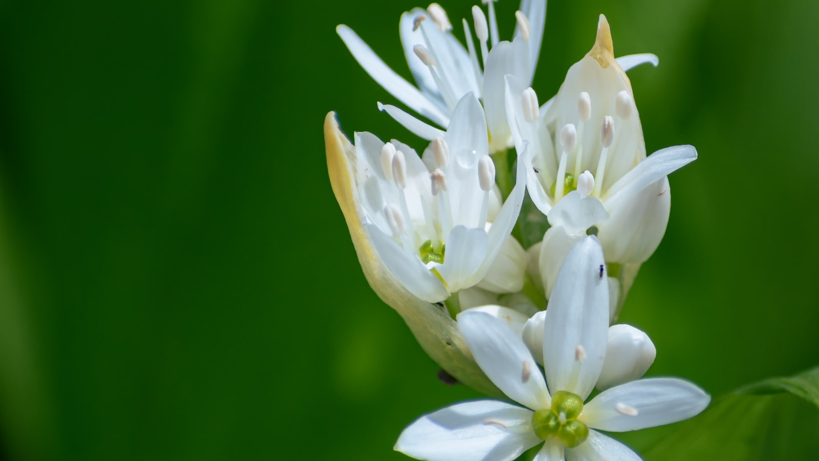 Considerations for Successful Garlic Planting in Massachusetts