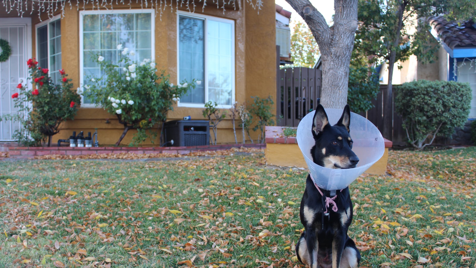 Understanding the‍ Importance of Neutering Oak Trees: Preserving ⁢Their Beauty and Health