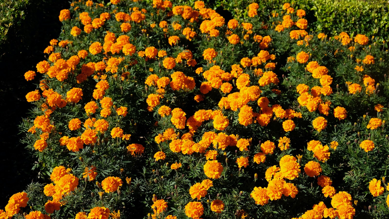 Recommendations for Successful Planting of Marigolds with Blueberries