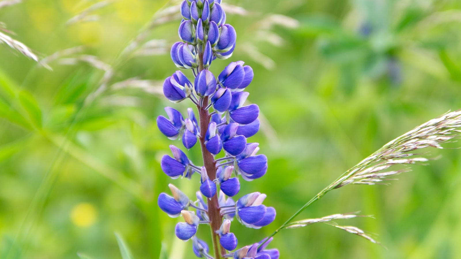 Effective Strategies to Control Lupin Aphid Infestation and Prevent Its Transmission to Healthy Plants