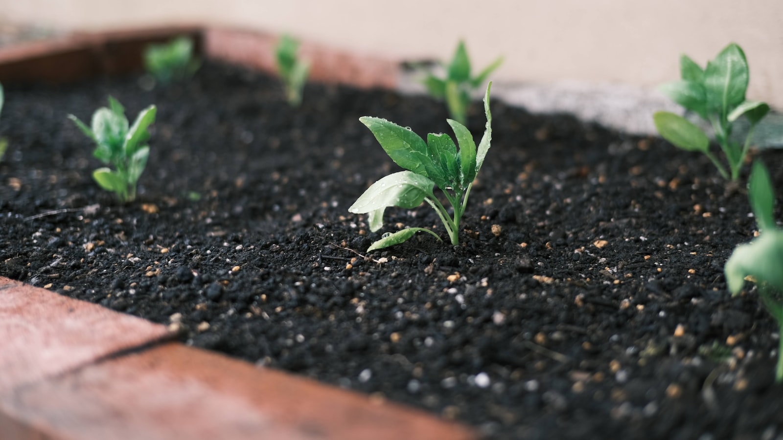 Amending Soil Composition: Effective Techniques for Calcium Reduction