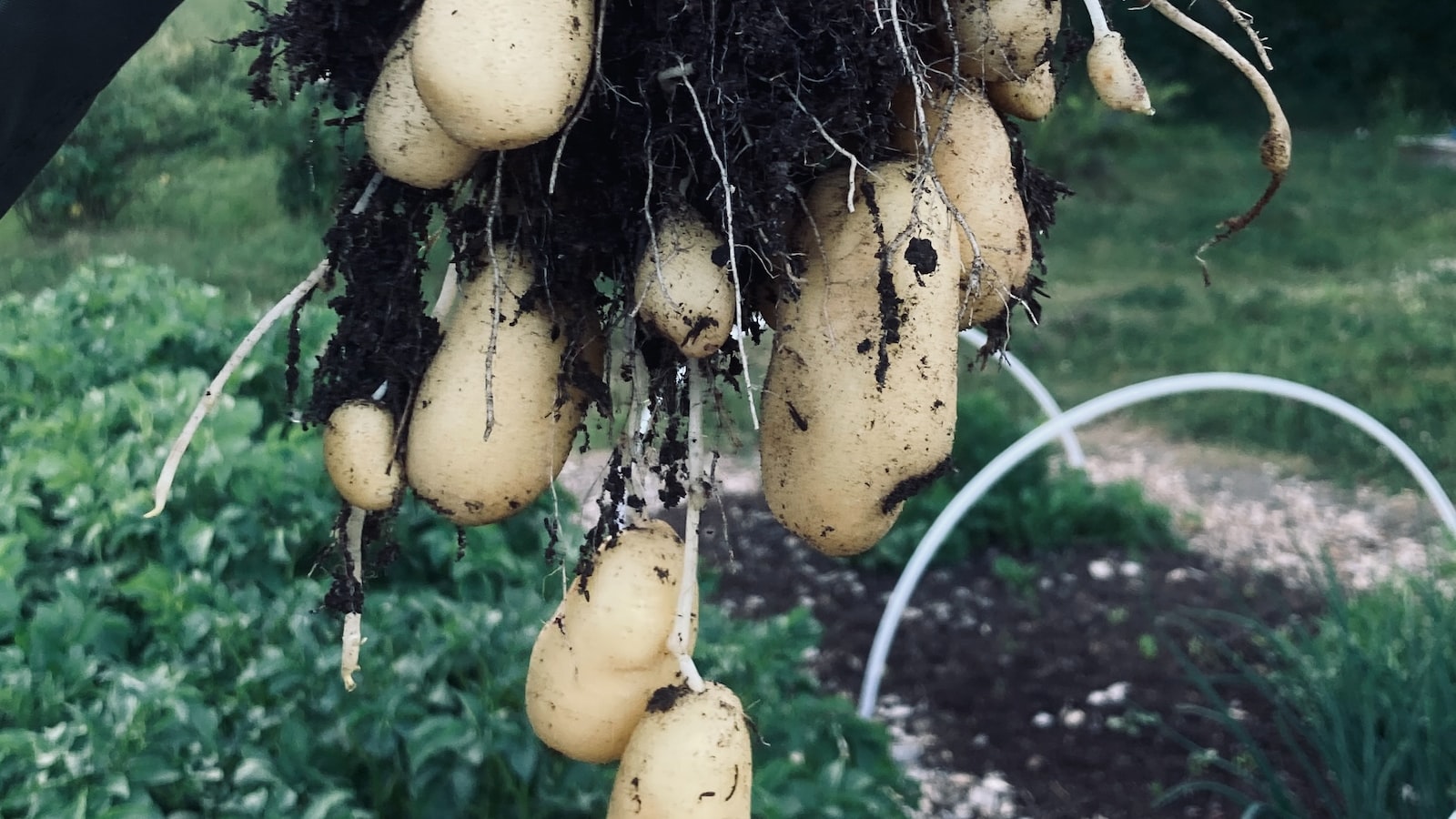 2. Cultivating High-Yielding Cantaloupe Plants: ⁢Key Strategies and Techniques