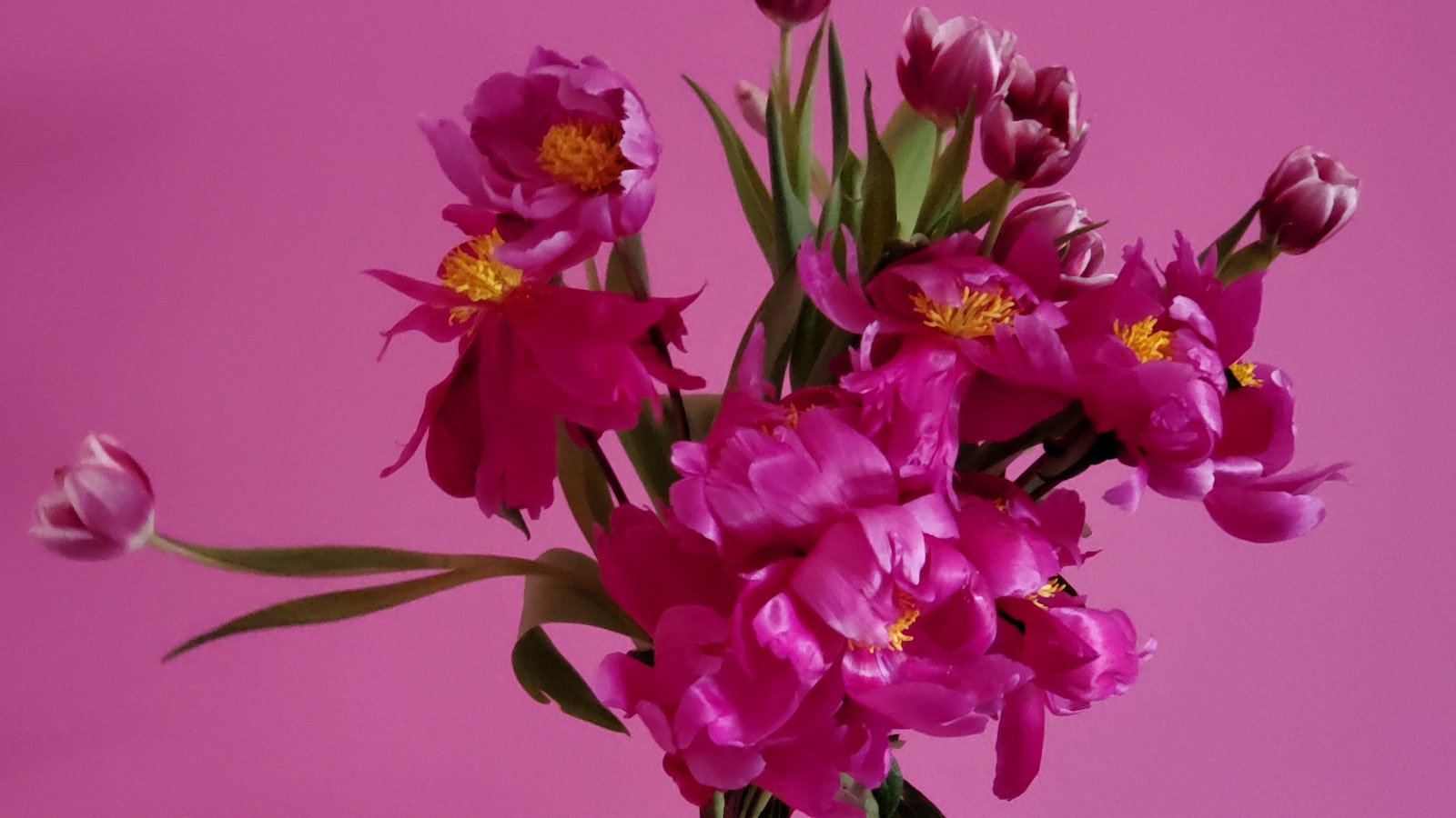 Growing Peonies from Seed: Expert Recommendations and Tips for Success