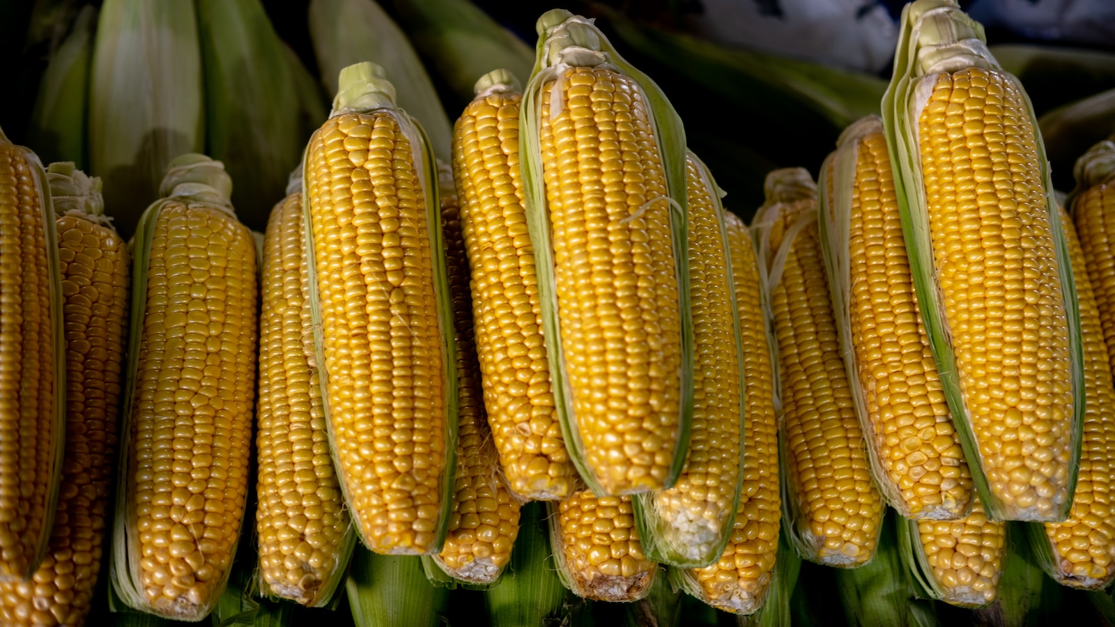 - Harnessing the Benefits of Corn Cob Composting: A Greener Solution for Organic Waste Management