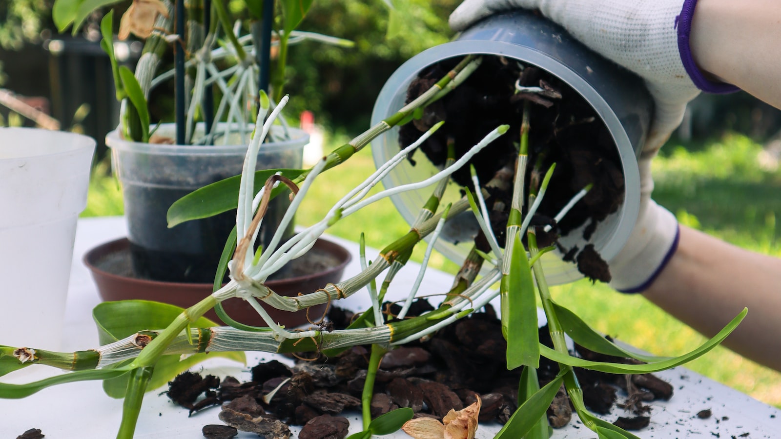 The Secrets to Successfully Replanting Cut Sunflowers