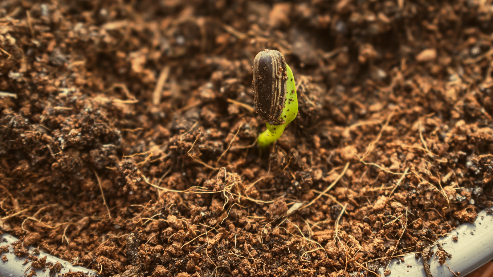 Composting Ginger: Essential Steps and Pro Tips ‍to ‌Optimize Decomposition