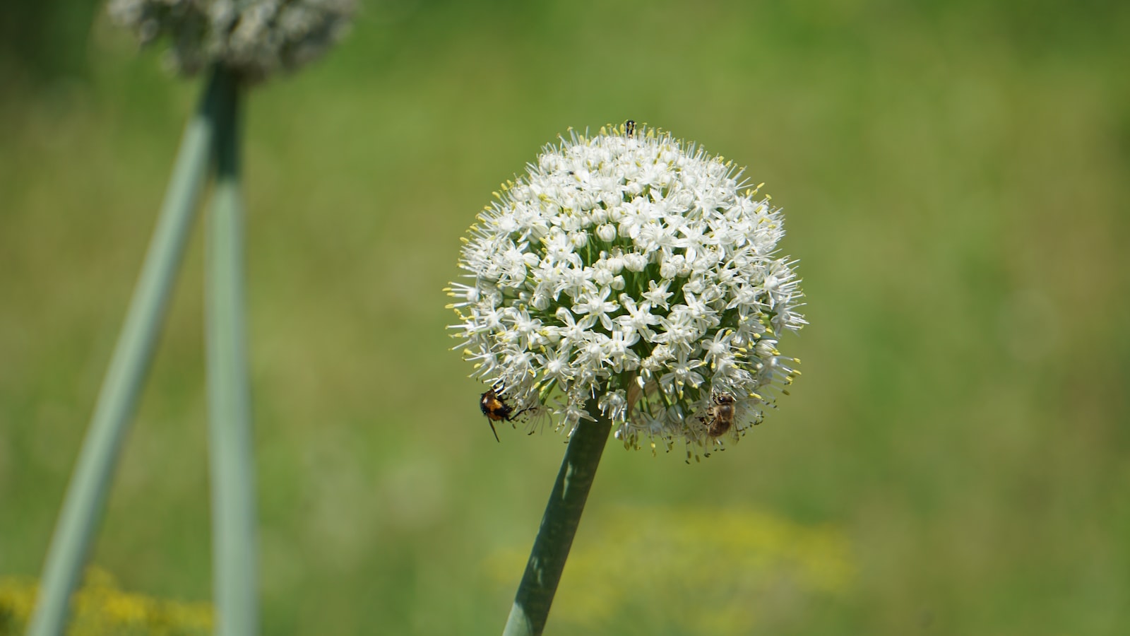 Exploring Preparations and Recipes with Onion Flowers