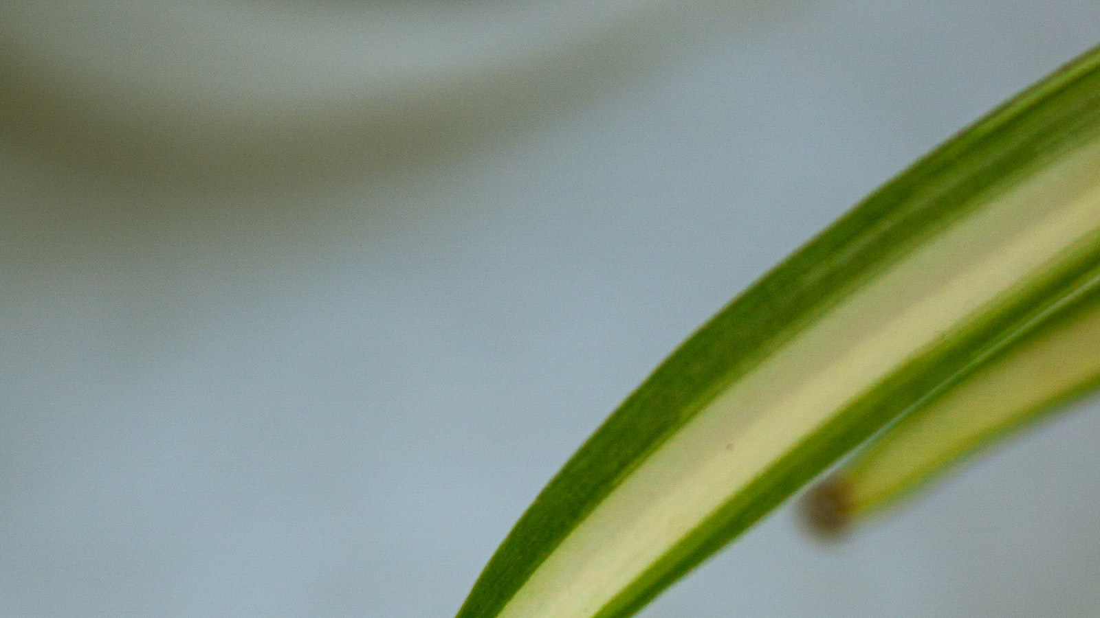 Is a Spider Plant a Succulent: Distinguishing Characteristics and Botanical Classification