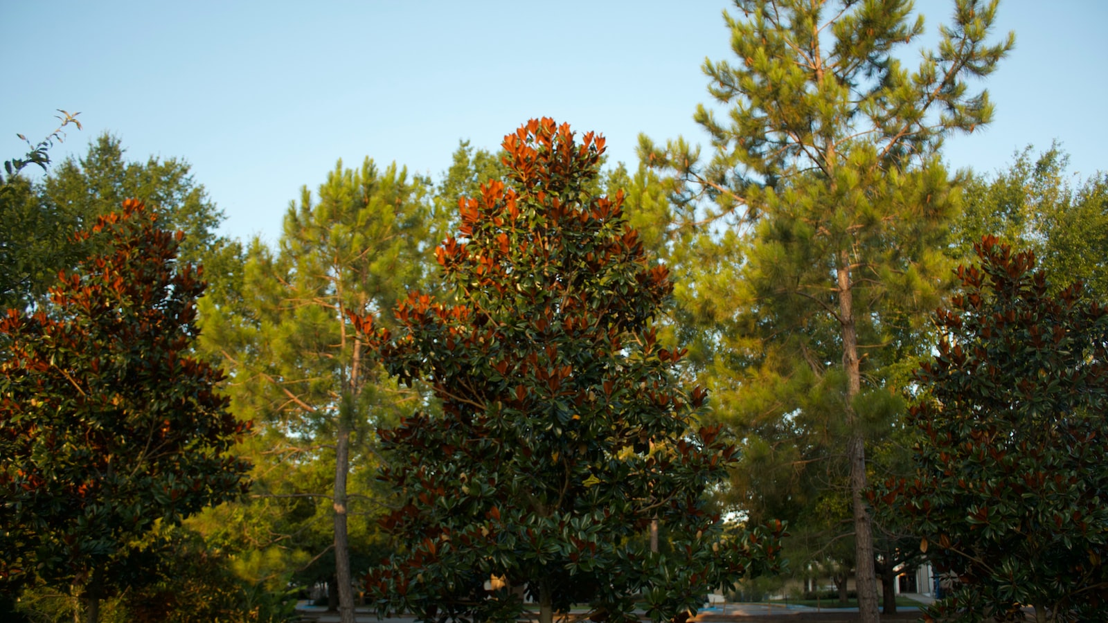 Unraveling the Connection Between Magnolia Trees and Water: ⁢Exploring the‍ Impact​ on‌ Health and Vigor