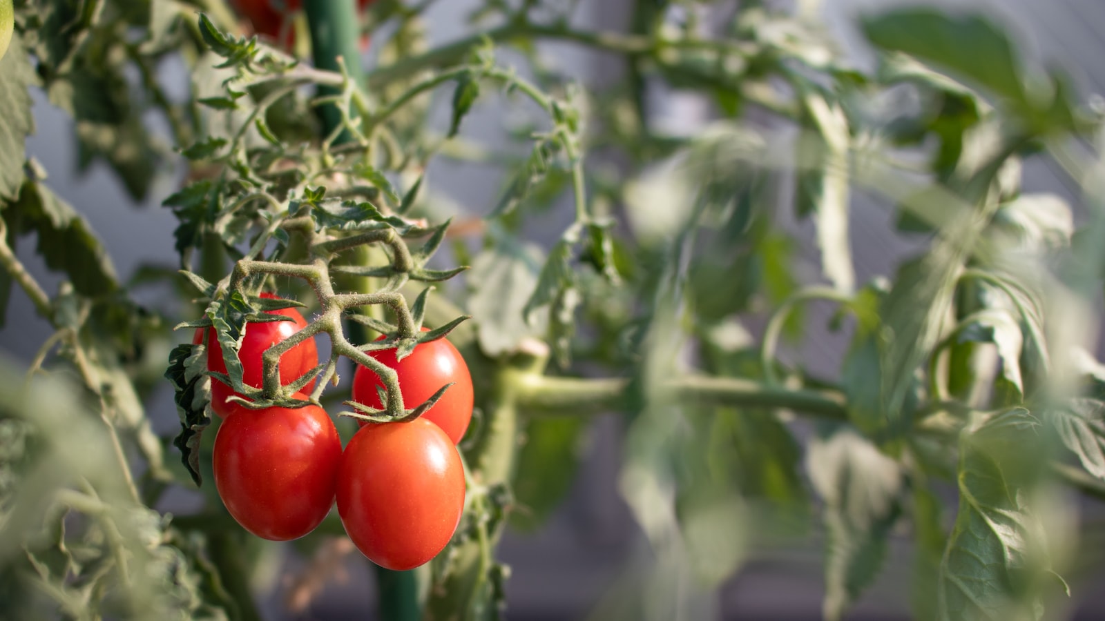 Factors to Consider for Successful Tomato Planting on Long Island