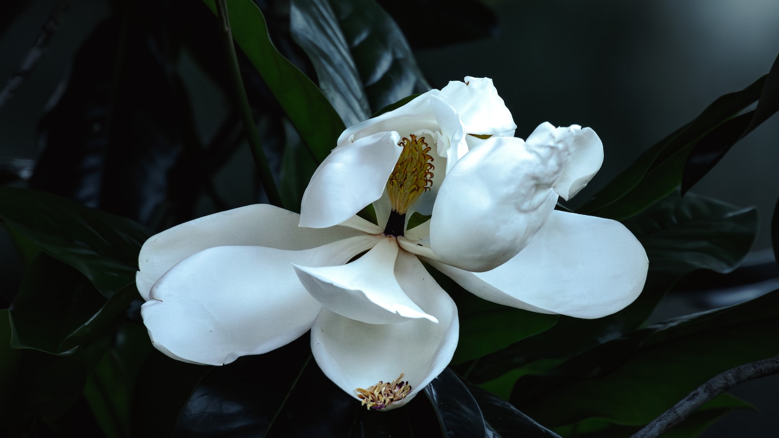 Enhance ​the Beauty of Your ‍Magnolia Trees: ​Practical ⁣Tips for Proper Watering