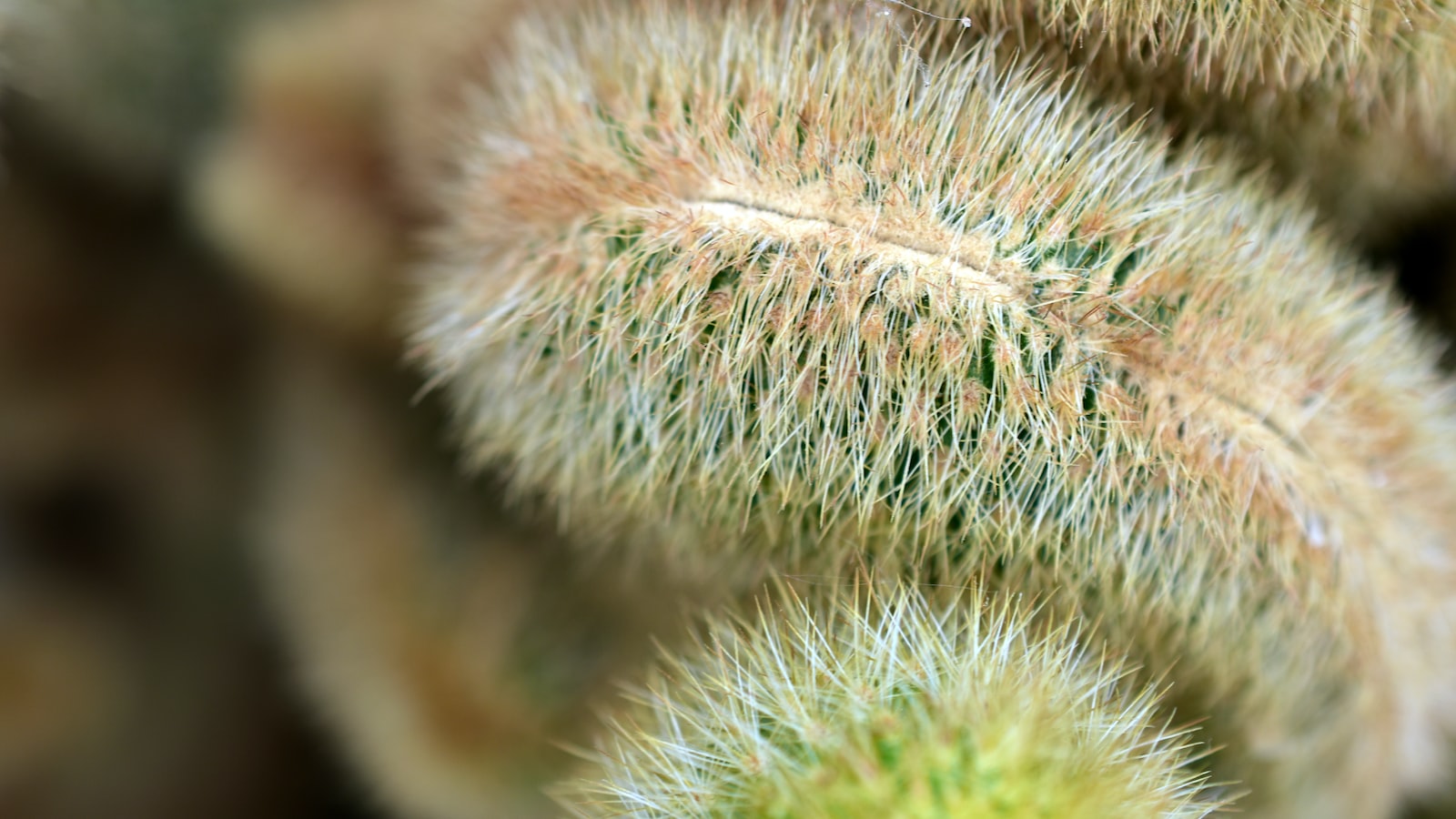 1. The Prickly Predicament: Exploring the Feasibility of Roses in a Tortoise's Diet