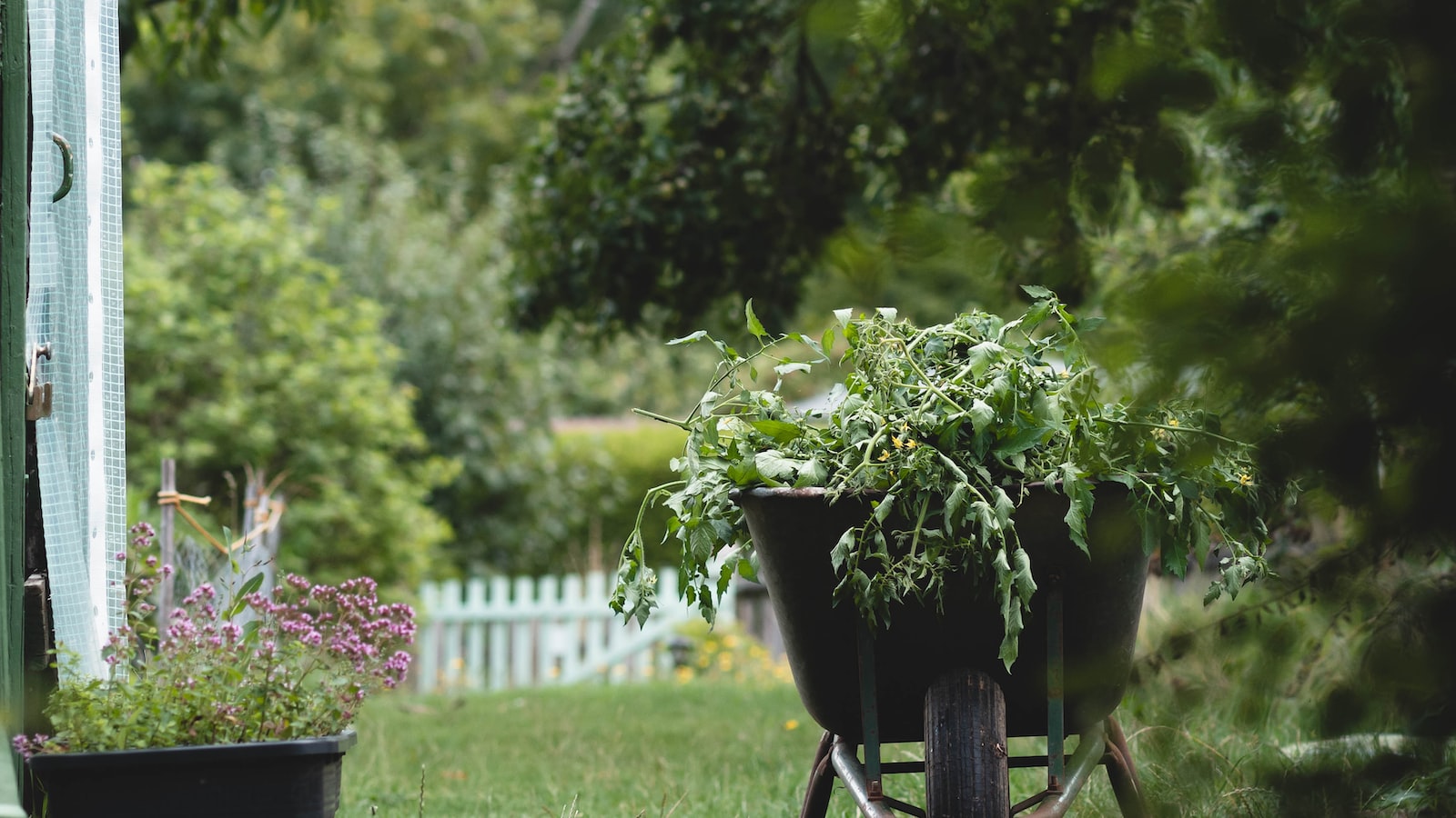 Best Practices for Transplanting Beets to Ensure Healthy Harvest