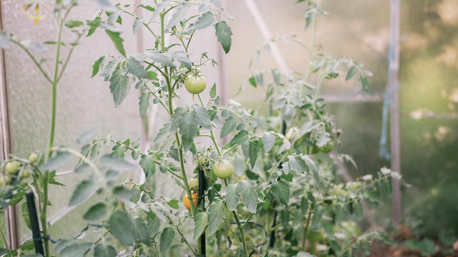 Essential Steps to Effectively Shade Tomato Plants for Optimal Growth