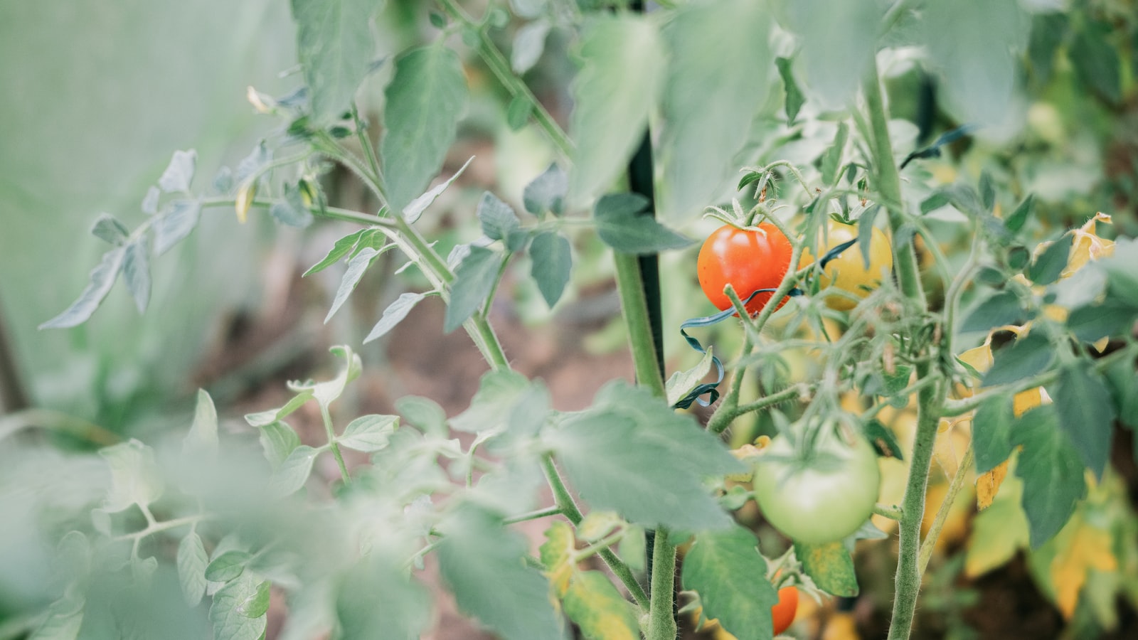 Nurturing Tomato Plants: Proactive Measures for Preventing Future Plant Decline