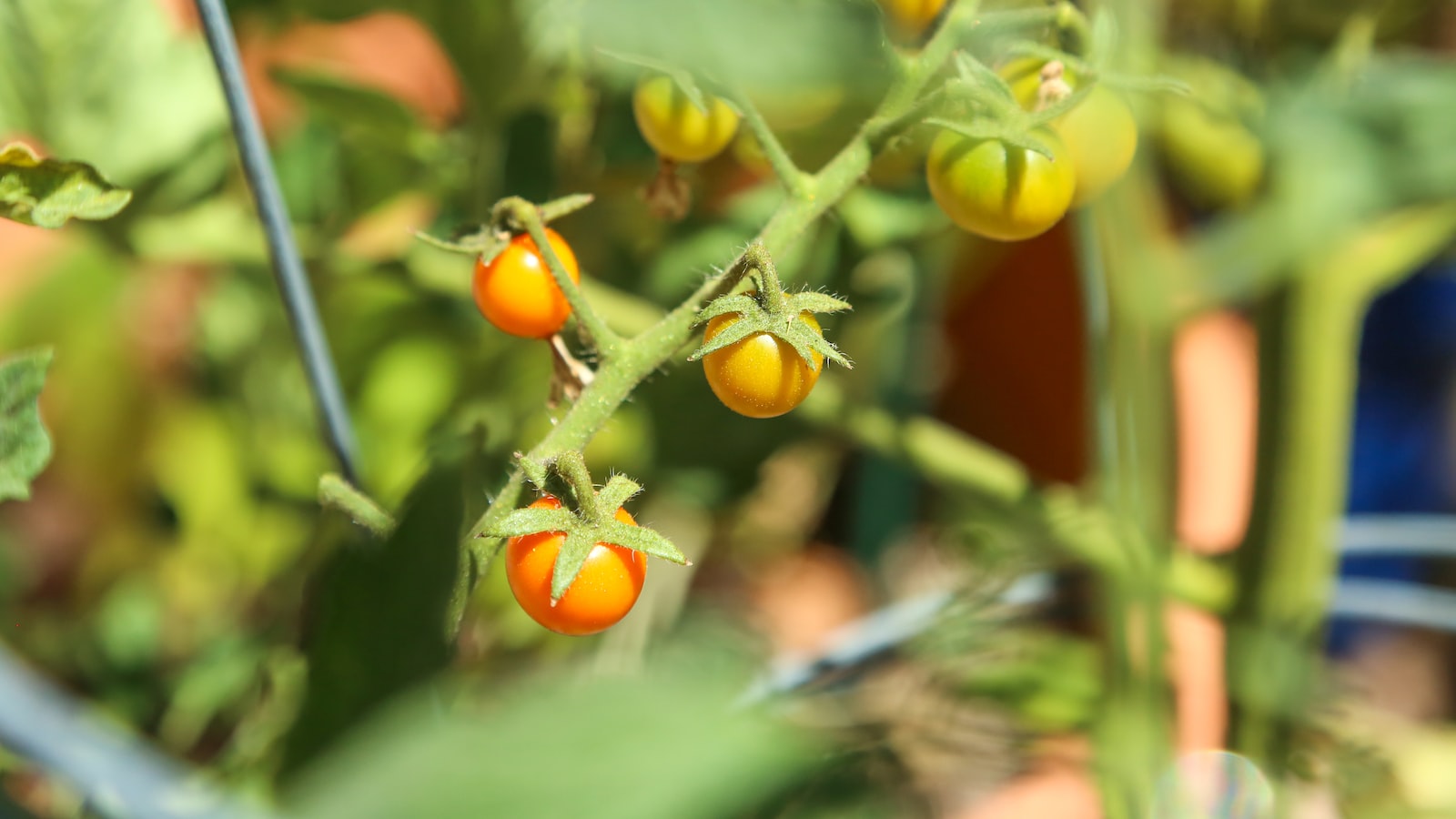 Recommended Planting Techniques and Tips for Growing Fall Potatoes in Texas