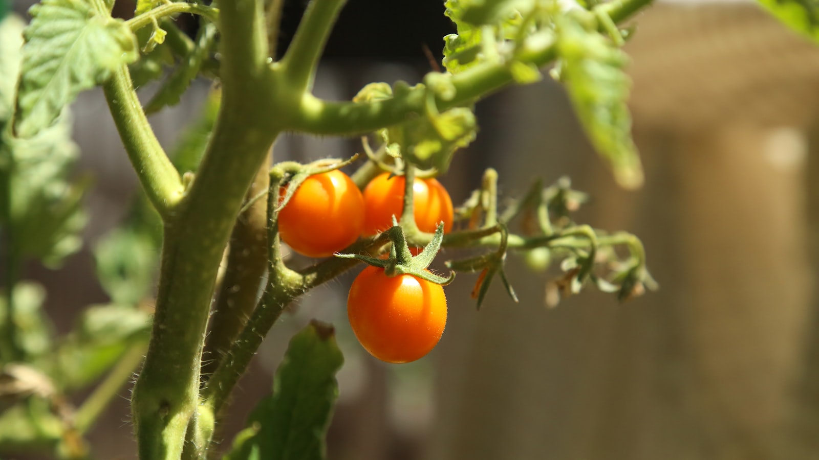 Protect Your Tomato Plants: Effective Strategies to Deter and Control Grasshopper Infestation