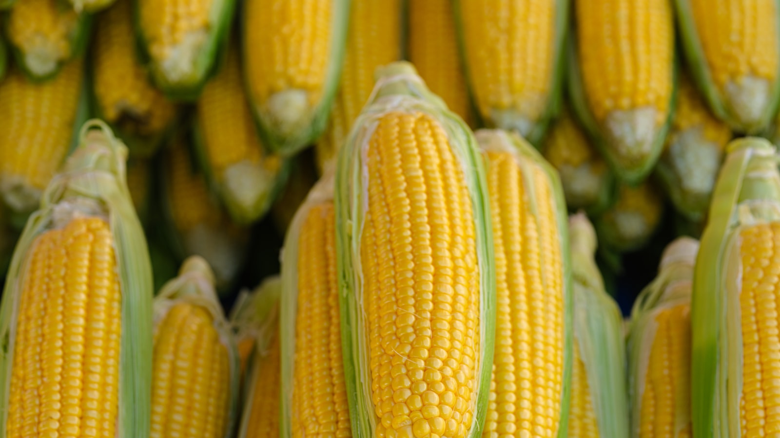 Delicious Harvest: Tasty Vegetables and Herbs Perfect for July Sowing in Texas