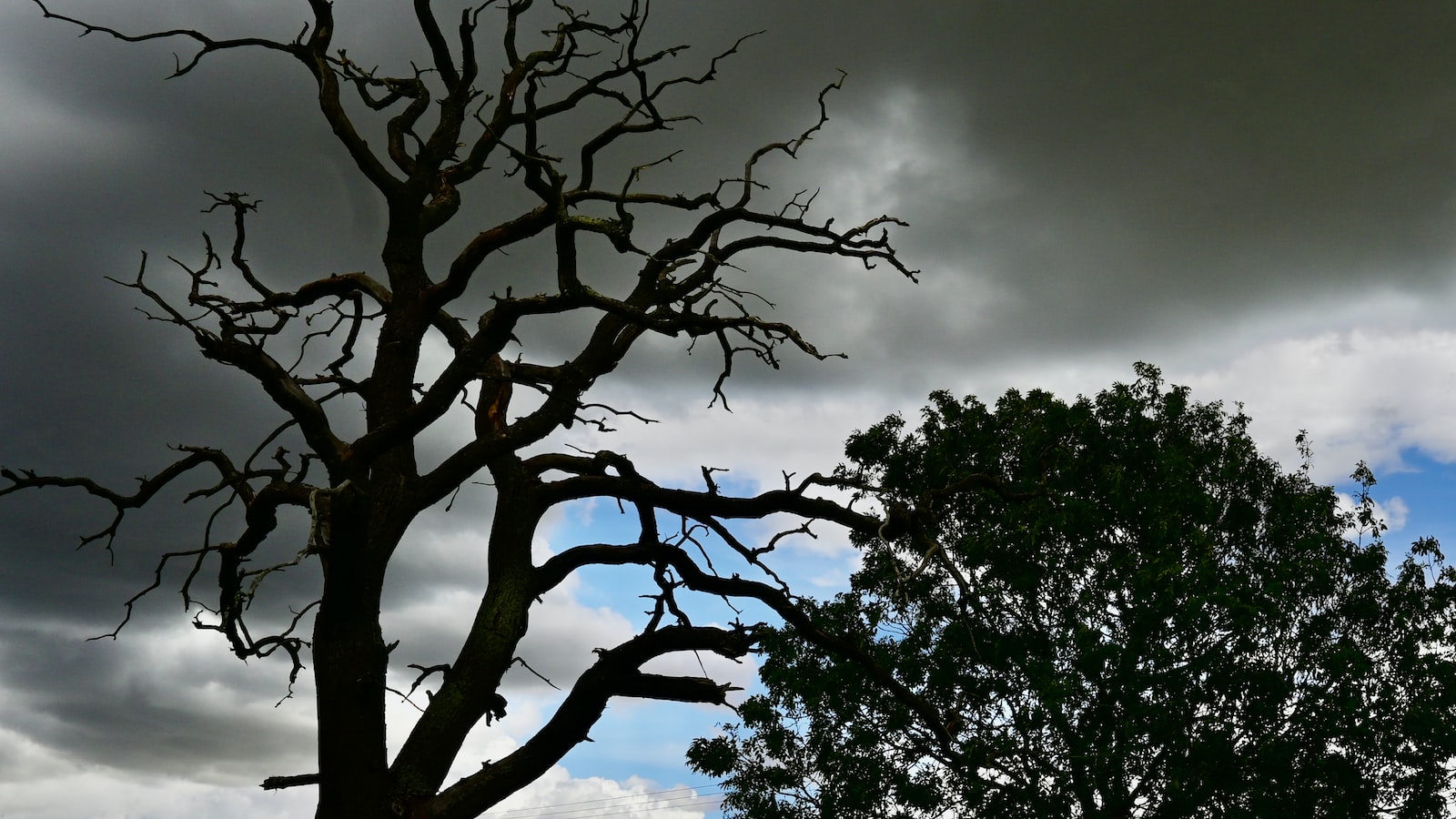 Identifying the Signs of a Dying Tree: Understanding the Symptoms and Causes