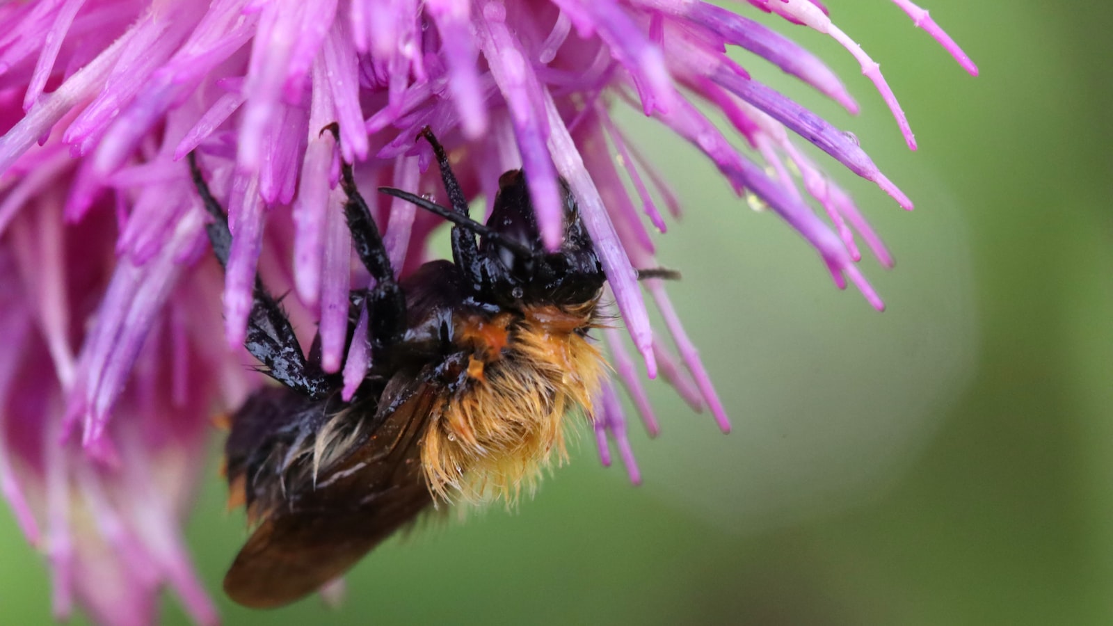 1. Supporting Beneficial Insects and Deterring Pests: Planting Partners for Lemongrass