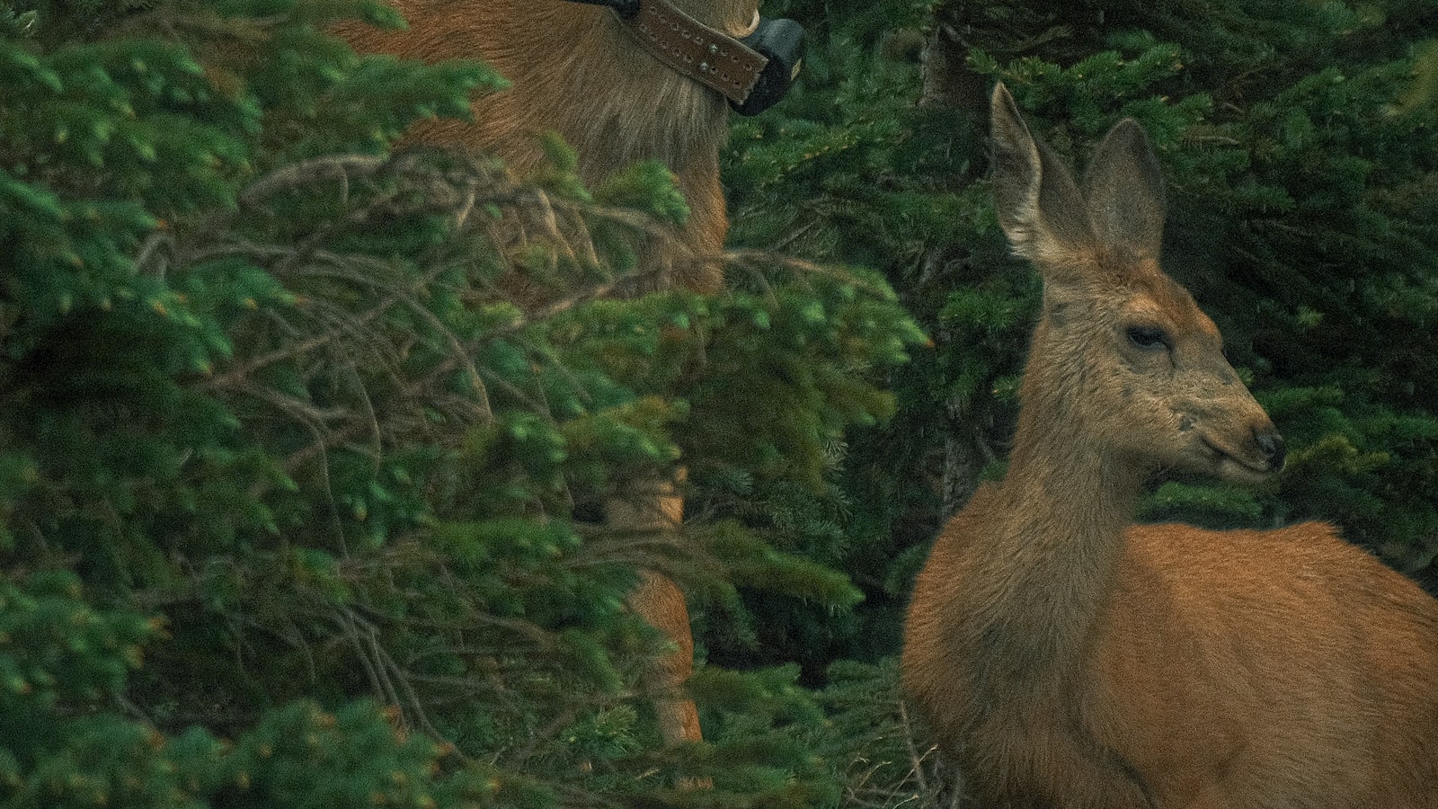 4. Creating Harmony: Integrating Wildlife Habitat and Productive Gardening in the Forest