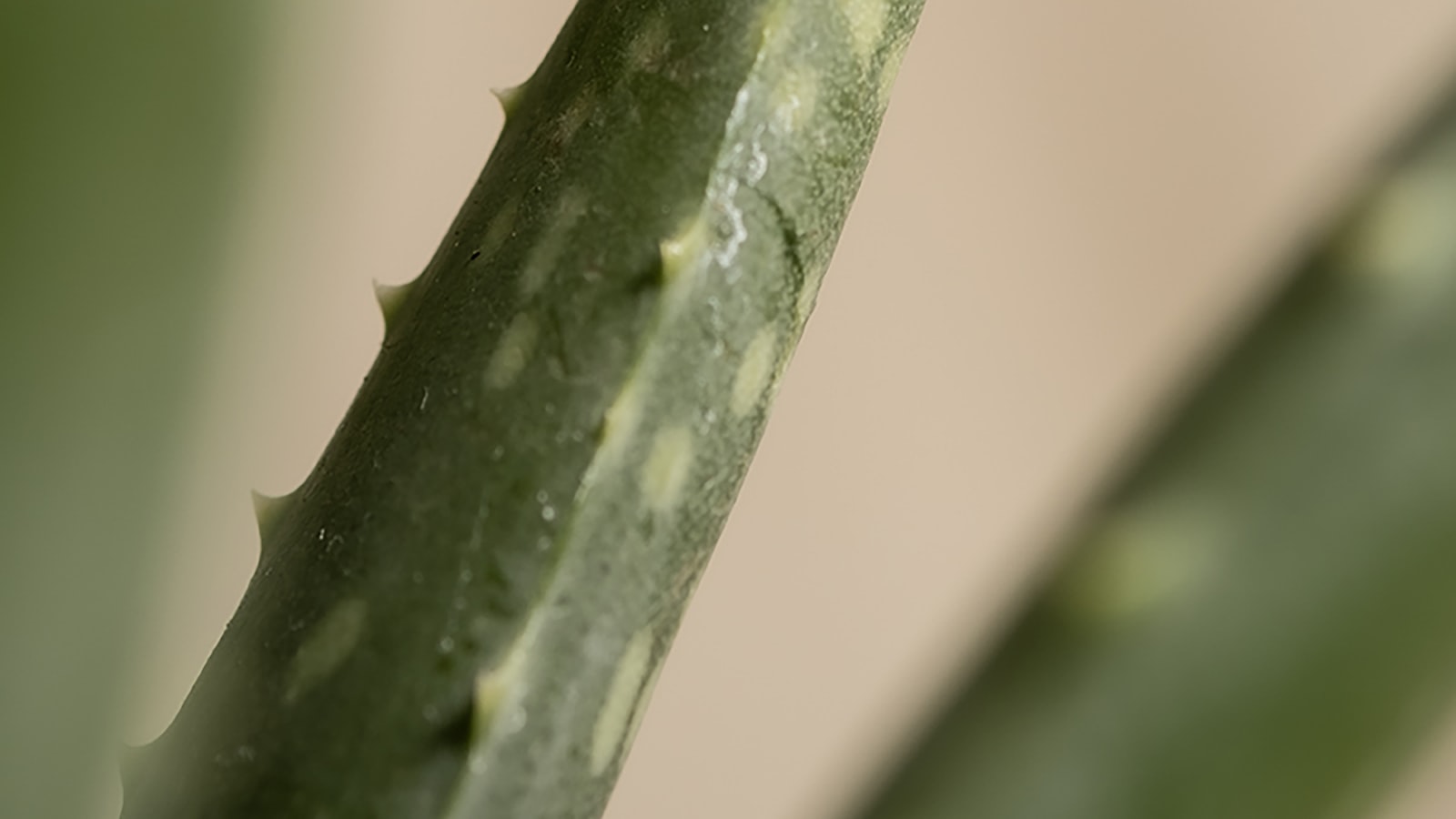 Aloe Vera Plants: Cold Survival Proclivity Unveiled