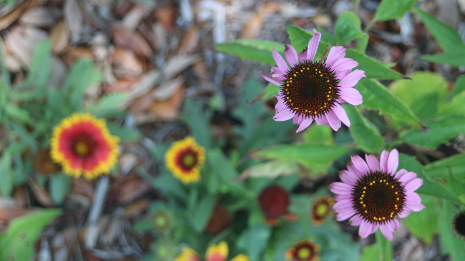 Best Practices for Applying Mulch⁢ over ‌Flower⁤ Seeds