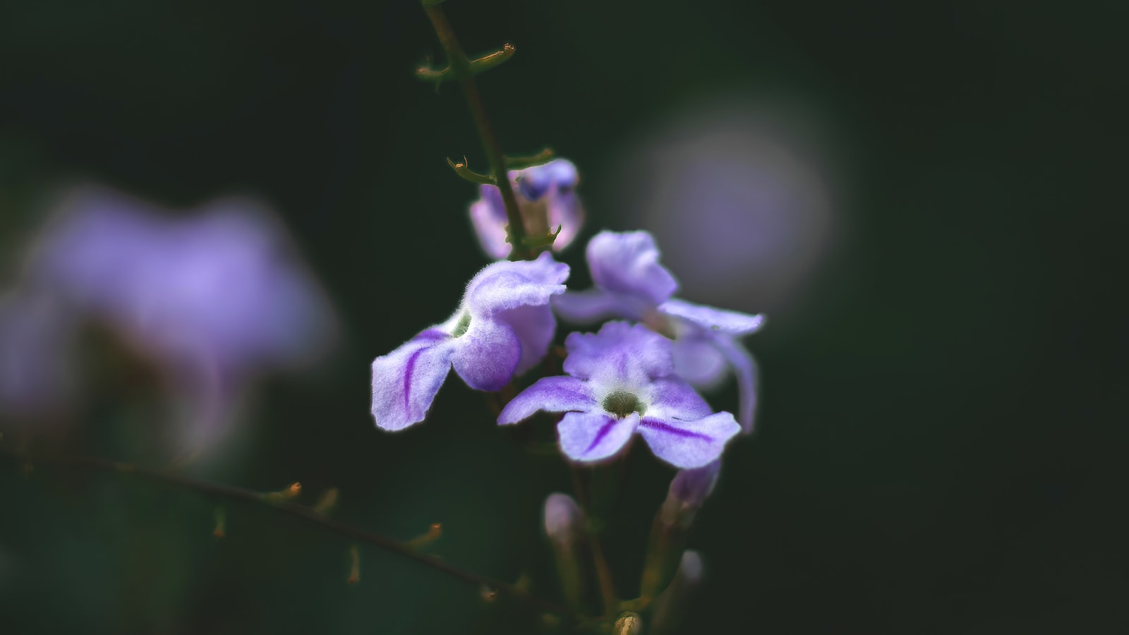 Delicate‌ Beauty:‍ Exploring ⁣the Duration of⁣ Hoya Flower Blooms