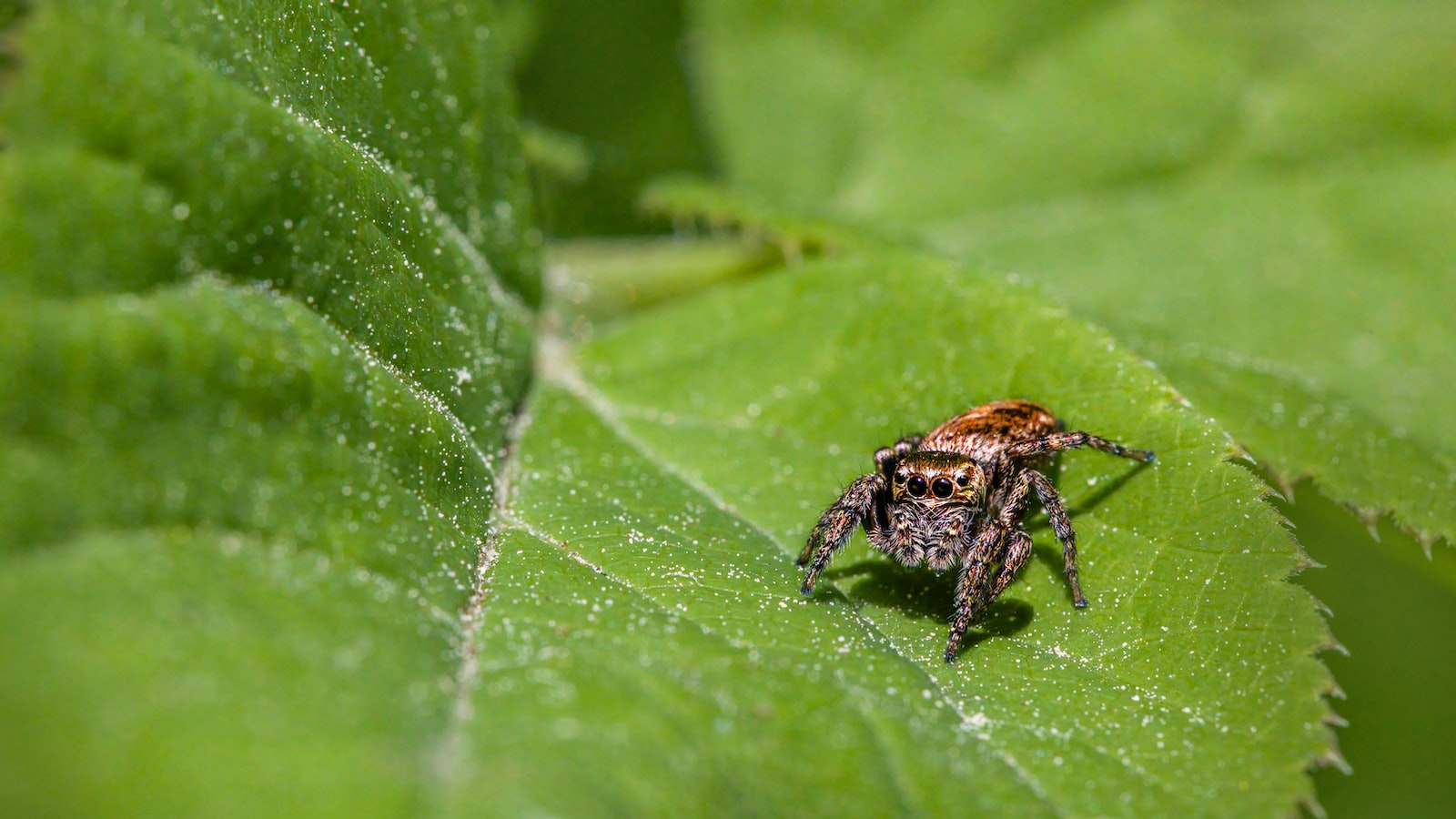 2. Pollination Requirements for Persimmon Trees: Do They Need a Partner?