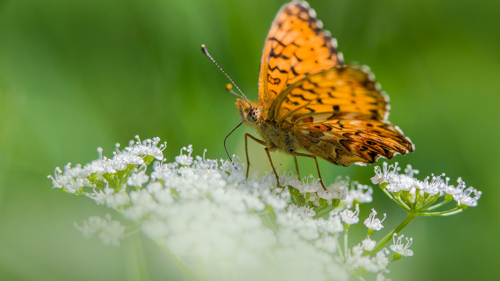 4. Repelling Pests Naturally: Companion Plants to Protect Chamomile from Unwanted Visitors