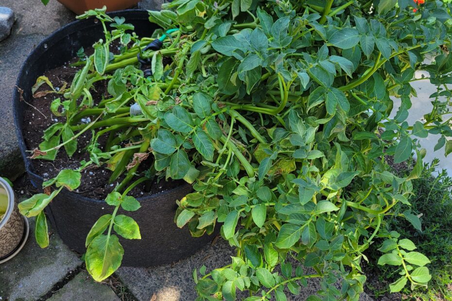 Potato Plants Are Falling Over