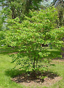 redbud tree when not in bloom