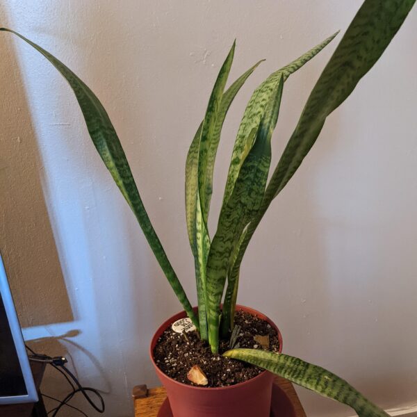 snake plant is falling over scaled