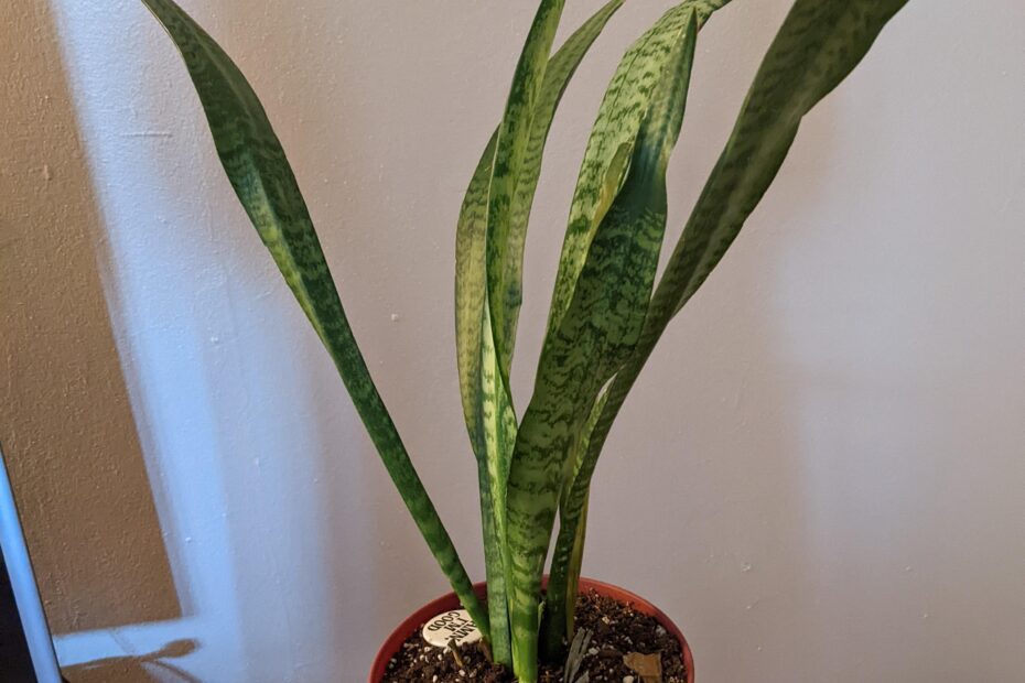 snake plant is falling over scaled